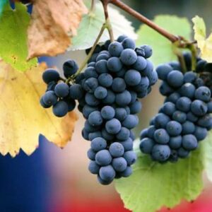 Products: Raspberry Ivory – 2Ltr/3Ltr