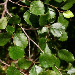 Products: Acorus Ogon, Golden Sweet Flag – Pb5