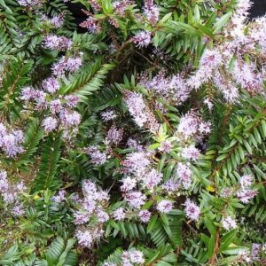 Products: Coprosma Galaxy – Pb6.5