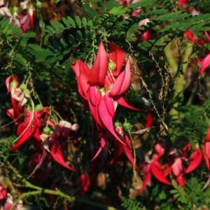 Products: Libertia Goldfinger – Pb5