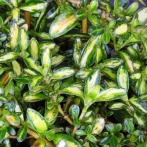 Products: Carex c. Bronze, Hair Sedge – Pb3/4