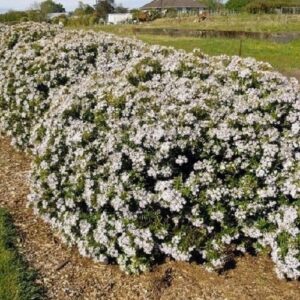 Products: Dodonaea viscosa, Hop Bush – Pb3