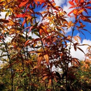 Products: Populus Veronese – Pb12