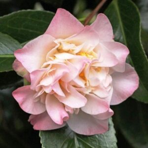 Products: Ajuga purpurea, Bugle Flower – Pot