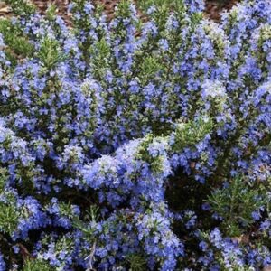 Products: Ajuga reptans, Bugle Flower – 1Ltr/2.5Ltr