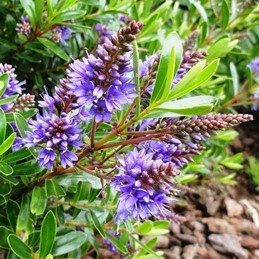 Products: Austroderia splendens, Toetoe – Pot
