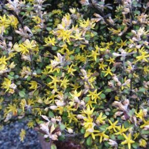 Products: Austroderia splendens, Toetoe – Pot