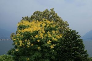 Cornus contraversa, Dogwood – Pb12