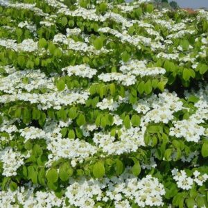 Products: Viburnum Newport – Pb6.5