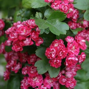Products: Cornus capitata – Pb18
