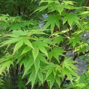 Products: Grevillea robusta, Silky Oak – Pb6.5