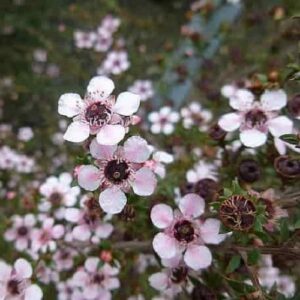 Products: Pittosporum Little Squirt – Pb5