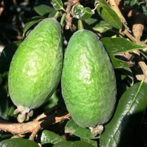 Products: Juglans Serr, Walnut – Pb28