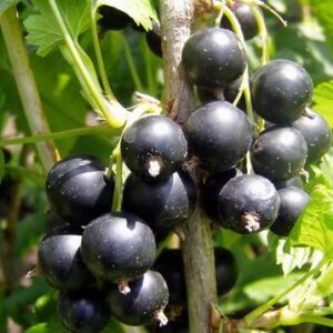 Olive J5 – 25Ltr (170/180)