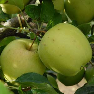 Products: Olive J5 – 25Ltr (170/180)