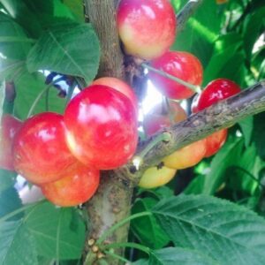 Products: Olive Frantoio – Pb40