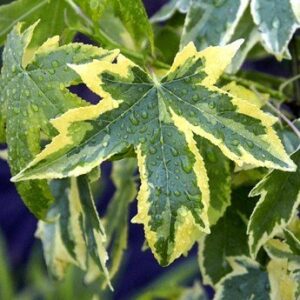 Juglans nigra, Black Walnut – Pb40 (150/250)