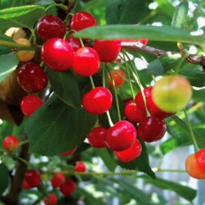 Products: Boysenberry Robinson – Pb6.5