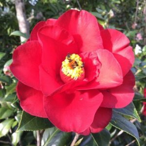 Products: Magnolia Elizabeth – Pb28