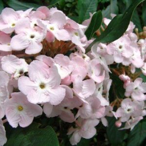 Products: Chamelaucium uncinatum Pink Pride – PB6.5 (20/30)