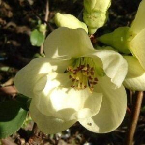 Products: Chamelaucium uncinatum Pink Pride – PB6.5 (20/30)