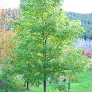 Products: Magnolia macrophylla, Bigleaf Magnolia – Pb60