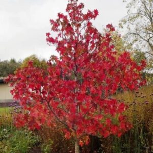 Products: Magnolia macrophylla, Bigleaf Magnolia – Pb60