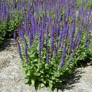 Products: Salvia Limelight, Mexican Sage – Pot