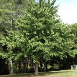 Magnolia rostrata, Beaked Magnolia – Pb28/Pb40