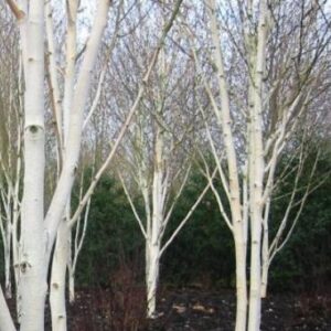 Products: Magnolia sieboldii, Oyama Magnolia – Pb18