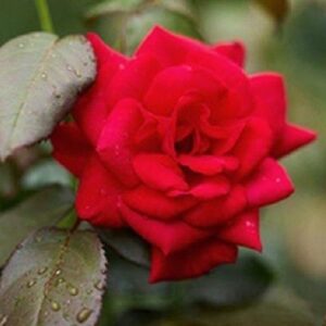 Products: Rose Deep Secret (hyb. tea, Standard)