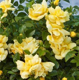 Products: Rose Gold Dust (floribunda)