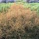 Rose Just Joey (bush, hyb. tea)
