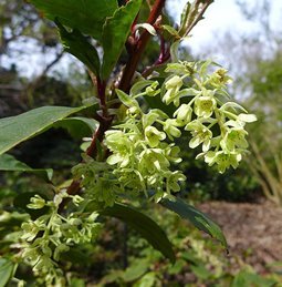 Rose Kiwi (bush, hyb. tea)
