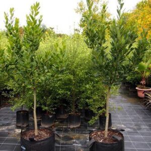 Products: Rose Love me Do (hyb. tea) standard