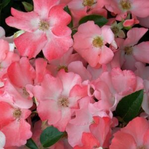 Products: Rose Love me Do (hyb. tea) standard