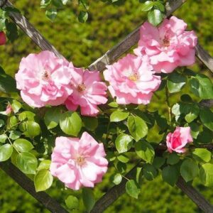 Rose Lest We Forget (floribunda, standard)