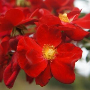 Products: Rose Lest We Forget (floribunda, standard)