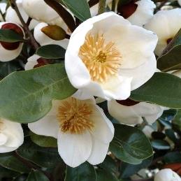 Products: Rose Perfume Delight (bush, hyb. tea)