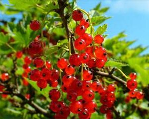 Rose Sally Holmes (old fashioned, standard)