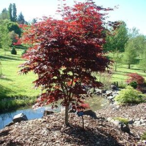 Products: Magnolia Ferruginea – 25Ltr/35Ltr