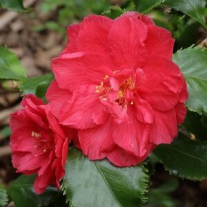 Daphne burkwoodii – Pb5