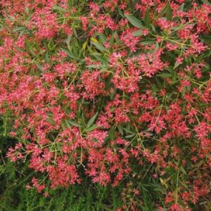 Products: Acaena microphylla – 2.5L