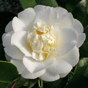 Cistus sp