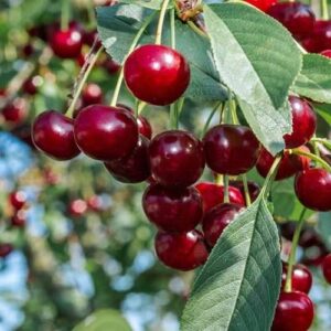 Products: Cherries