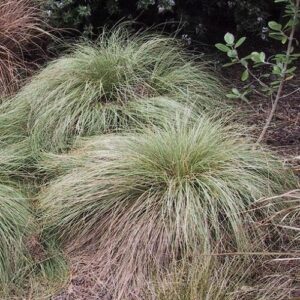 Products: Euonymus sp. – 1.5L (20/50)