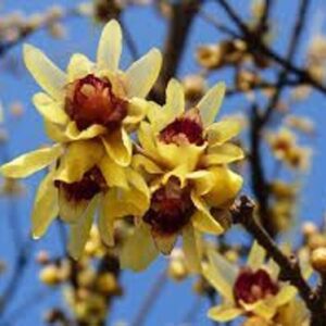 Magnolia sp. – 25/45L (140/160)