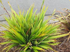 large size: Phormium Emerald Gem