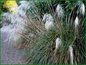large size: 5x Snow Tussock