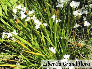 Combo Deals: 100x Super Flowering Combo - $3.99 each